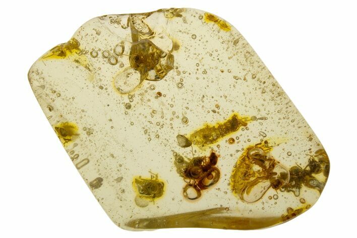Polished Colombian Copal ( g) - Contains Termites! #331669